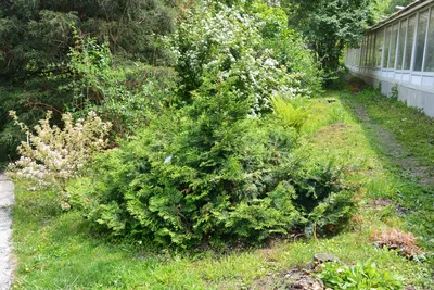 Коллекционный объект БСИ ДВО РАН: Thuja koraiensis (Туя корейская)