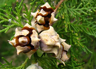 туя восточная (Thuja orientalis) - myflora.org.ua