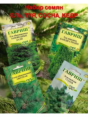 Семена собраны с сорта Туи западной Голден Брабант - цветочнаяпалитра32.рф