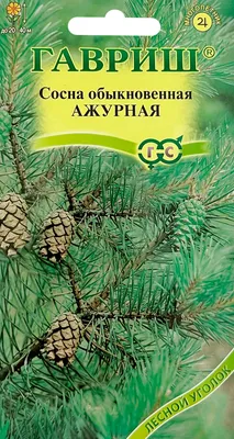 Семена Туя западная \"Канди Страйп\", 0,05 г (5462496) - Купить по цене от  30.30 руб. | Интернет магазин SIMA-LAND.RU