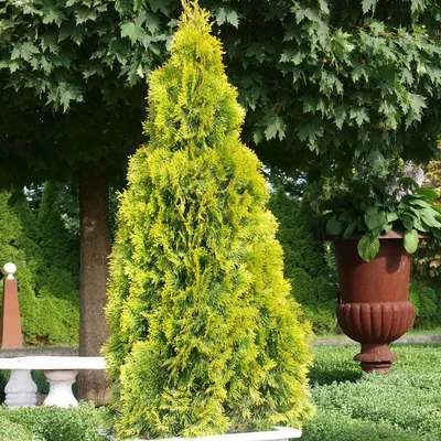 Туя западная Смарагд (Thuja occidentalis Smaragd) - Хвойные растения весна  2024 года - купить туи, сосны, ели.