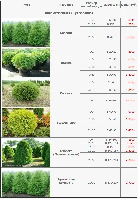 Туя западная Смарагд ( С2л - 20-23см см) саженцы: продажа, цена в  Ивано-Франковске. Саженцы декоративных деревьев и кустарников от \"Сем Сад\"  - 1179987055