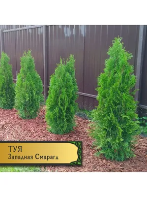 Купить тую западную Брабант. Туя западная Брабант Thuja occidentalis  Brabant крупномерная