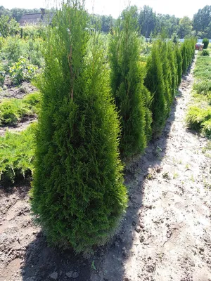 Купить Туя западная \"Брабант\" (Thuja occidentalis 'Brabant') от 399 руб. в  интернет-магазине Архиленд с доставкой почтой по Москве и в регионы