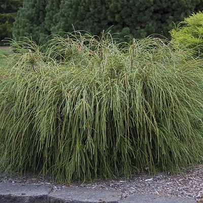 Туя складчатая Випкорд (Thuja plicata Whipcord) купить саженцы в Москве по  низкой цене из питомника, доставка почтой по всей России | Интернет-магазин  Подворье