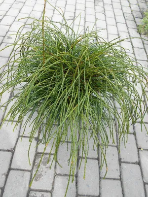 Туя складчатая Випкорд. (Thuja plicata Whipcord) C5 купить в  интернет-магазине ЦВІТСАД с доставкой по Украине