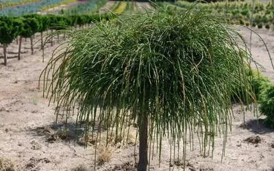 Туя складчастая Випкорд (Thuja plicata Whipcord) | САД ПОЛТАВИ