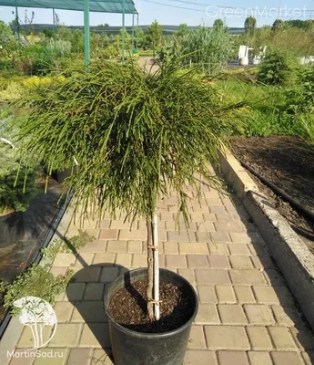 Туя складчатая Випкорд (Thuja plicata Whipcord) (штамб 50-60 см) С4 хит  продаж — Питомник Летний сад