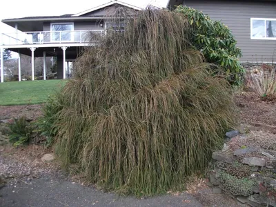 Туя Туя складчатая Випкорд (Thuja plicata Whipcord) С7,5 30-40см купить по  цене 6 020 руб. | Доставка Смоленск, Москва, СпБ