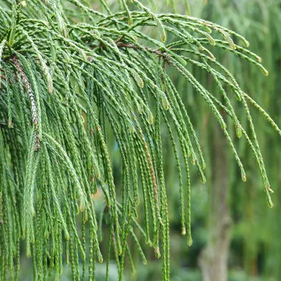 Thuja plicata 'Whipcord' (Pa) | Питомник Тайга