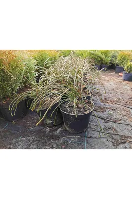 Туя складчатая (Thuja plicata) \"Whipcord\"/D 35-40 см/ контейнер  (ID#1870554942), цена: 450 ₴, купить на Prom.ua