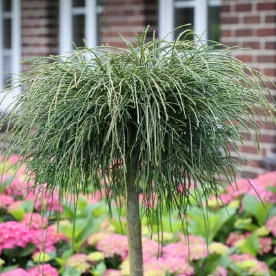 Туя складчатая Випкорд. (Thuja plicata Whipcord) ШТАМБ купить в  интернет-магазине ЦВІТСАД с доставкой по Украине