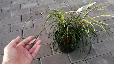 Туя складчатая Випкорд (Thuja plicata Whipcord) купить саженцы в Москве по  низкой цене из питомника, доставка почтой по всей России | Интернет-магазин  Подворье