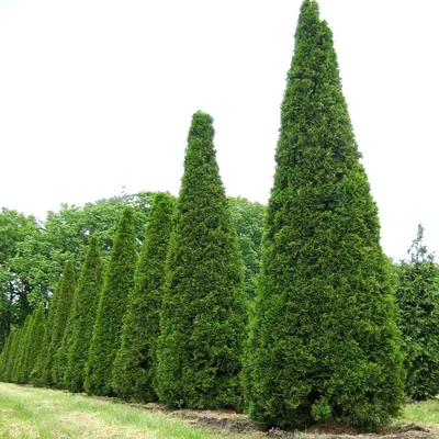 Туя західна колоновидна Колумна Thuja occidentalis fastigiata Columna –  Розсадник саджанців