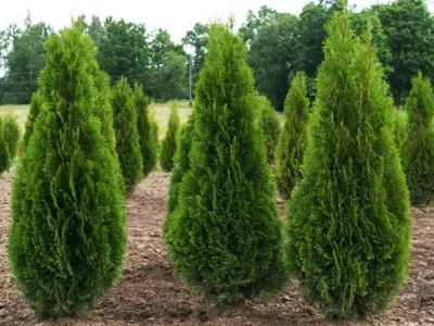 Туя западная Колоновидная (Thuja occidentalis Columna) | PLANTE.md