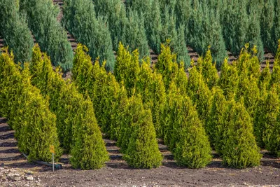 Туя западная колоновидная формованная, купить в Ростове, Thuja occidentalis  form mix, Растения формованные и бонсаи Купить растения в Ростове-на-Дону,  Интернет-магазин, питомник растений, хвойные и лиственные, уличные,  плодовые и декоративные деревья и ...