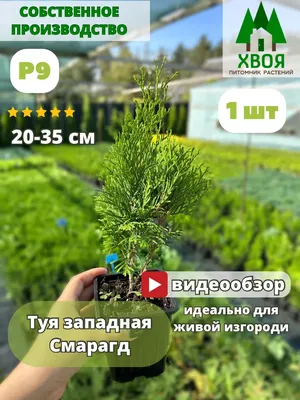 Туя западная Колоновидная (Thuja occidentalis Columna) | PLANTE.md