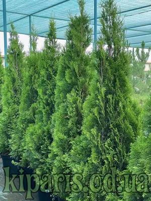 Туя западная `Голден Смарагд` золотистый, Thuja occidentalis `Smaragd`  golden