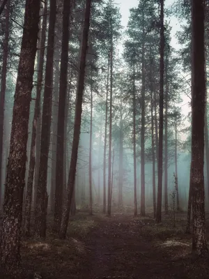 Туман в лесу фото фото