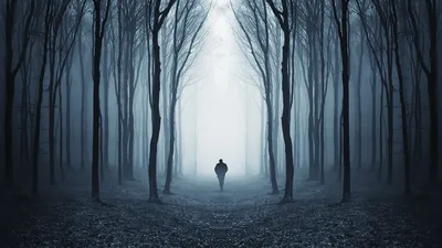 Изображение Туман в еловом лесу Леса Поля Горы Черно-белые Разное