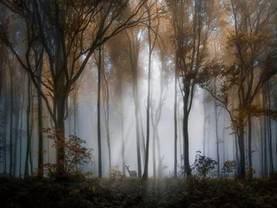 Фотообои на стену флизелиновые \"Туман в лесу\" 360х253 см - купить по  выгодной цене в интернет-магазине OZON (364746450)