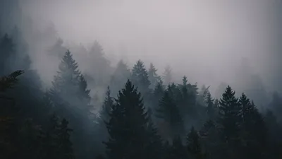 Туман в сосновом бору | Пикабу