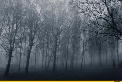 Фотообои Туман в осеннем лесу на стену. Купить фотообои Туман в осеннем лесу  в интернет-магазине WallArt