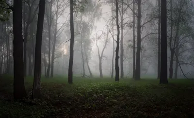 Туман в лесу — Фото №1436115