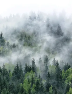 Обои туман, 5k, 4k, лес, деревья, fog, 5k, 4k wallpaper, trees, forest,  Природа #12603