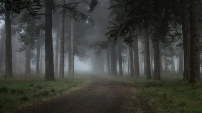 Туманный лес — Фото №236764