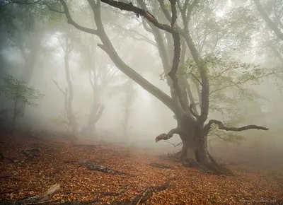 Туман в осеннем лесу. Photographer Yuriy Kovalenko