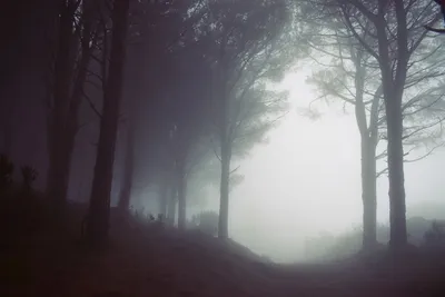 Туман в лесу, Туман, Лес, Деревья, Дорога (2560x1440) - обои для рабочего  стола