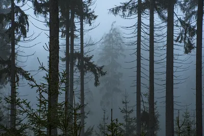 Иван Иванович Шишкин - Туман в лесу, 1891, 34×27 см: Описание произведения  | Артхив