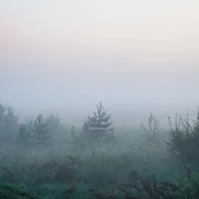 Фотообои Утренний туман в лесу dec-714 купить в Украине | Интернет-магазин  Walldeco.ua