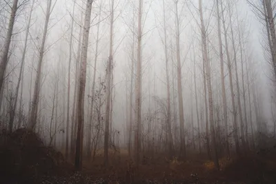 Тут туман. / туман,лес,декабрь,ели