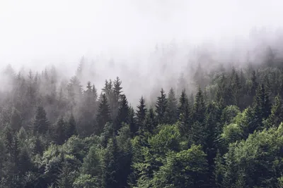 Бесплатное изображение: туманный, лес, лесистая местность, Тополь, деревья,  туман, утро, туман, пейзаж, дерево