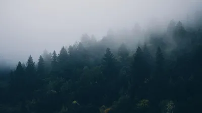 Туман в лесу во время прошлой осенью Стоковое Фото - изображение  насчитывающей валы, ландшафт: 214075830