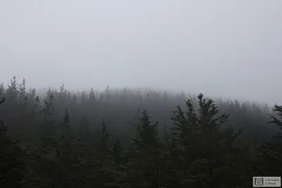 Фотообои Лес в горах и туман 22984 ➣ купить качественные фотообои по низким  ценам в Киеве и всей Украине