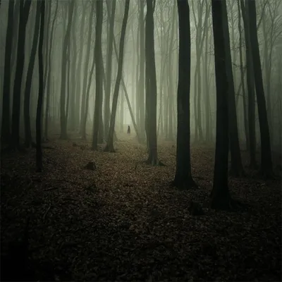 Туман в лесу (32 фото) » Триникси