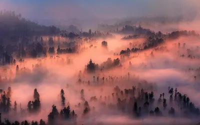 Фотообои Густой туман в лесу на стену. Купить фотообои Густой туман в лесу  в интернет-магазине WallArt
