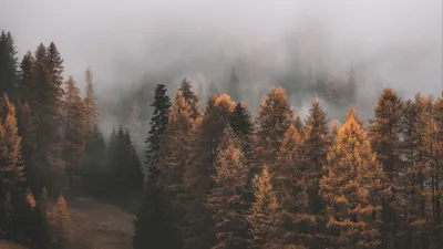 Туман в лесу. в 2023 г | Обои для телефона, Пейзажи, Лес