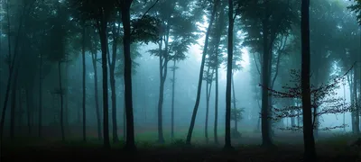 Фотообои \"Дождь и туман в лесу\" - Арт. 150646 | Купить в интернет-магазине  Уютная стена