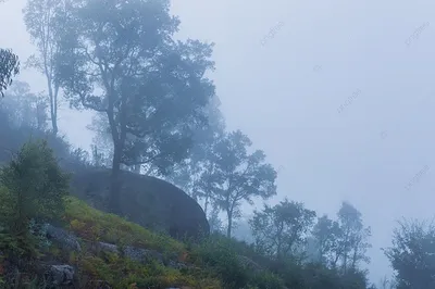 Туман в лесу на восходе стоковое фото. изображение насчитывающей бород -  214344254
