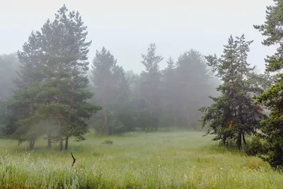 Фотография Туман в лесу из раздела пейзаж #6497834 - фото.сайт - sight.photo