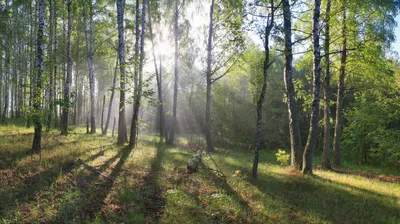 Купить фотообои Туман в лесу №2 на Wall-photo.ru - интернет магазин  фотообоев. Недорогие фотообои на заказ