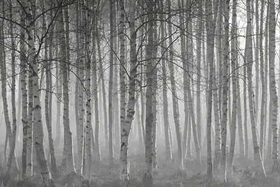 Скинали №3310 - Туман в лесу - фартук для кухни в Москве