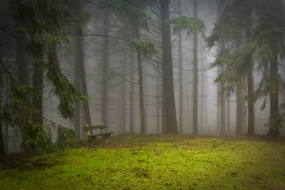 Легкий туман в лесу на холме | Премиум Фото