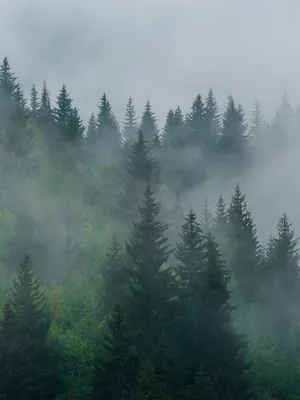 Фотообои Туман над лесом, вид сверху артикул Fo-049 купить в Оренбург|;|9 |  интернет-магазин ArtFresco