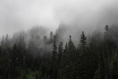 Картинки лес в тумане - 53 фото