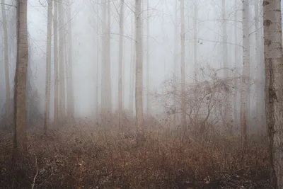 туман в лесу в португальском национальном парке Фото Фон И картинка для  бесплатной загрузки - Pngtree